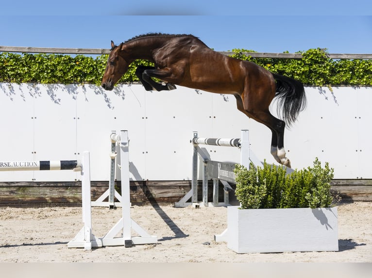 Zangersheider Stallion 3 years 16,3 hh Brown in Waddinxveen