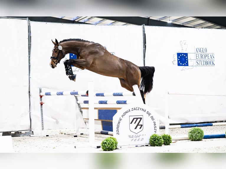 Zangersheider Stallion 3 years 17 hh Bay in Bobrowice