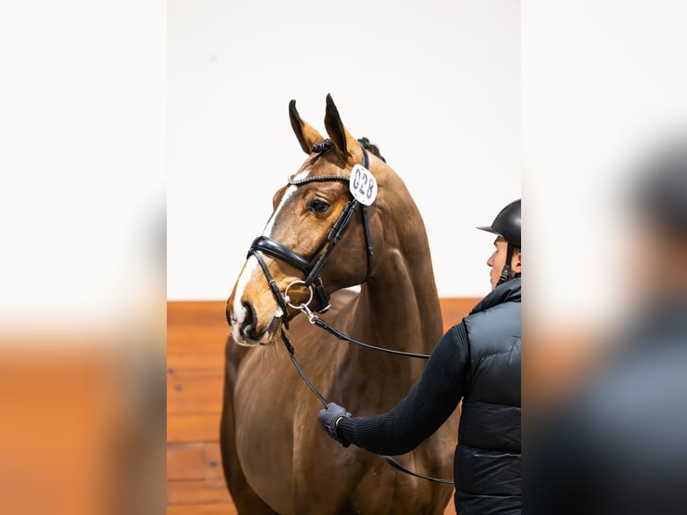 Zangersheider Stallion 3 years 17 hh Bay in Bobrowice