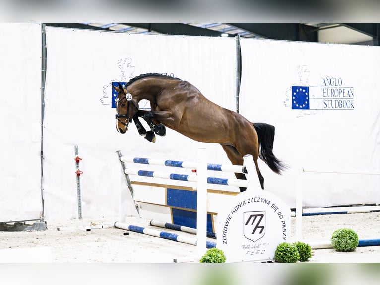 Zangersheider Stallion 3 years 17 hh Bay in Bobrowice