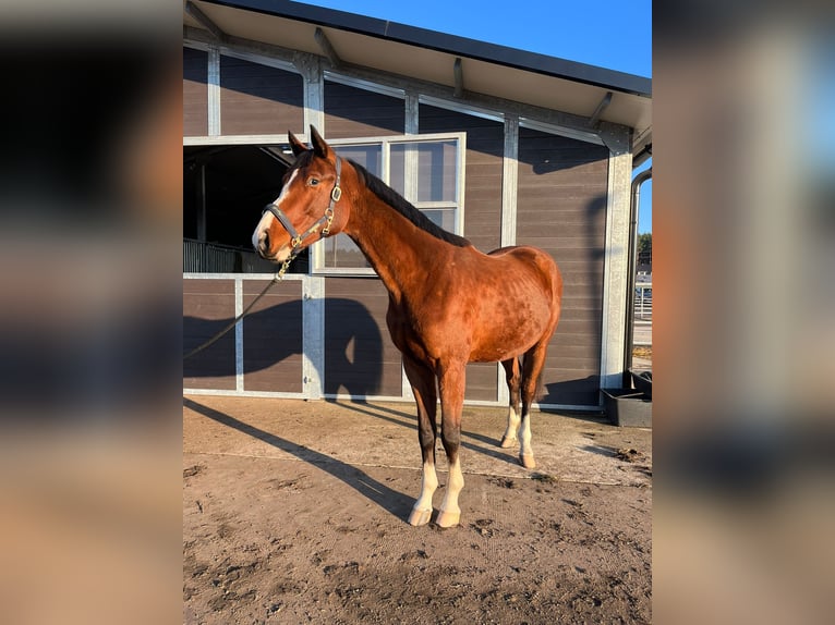 Zangersheider Stallion 3 years 17 hh Bay in Bronków