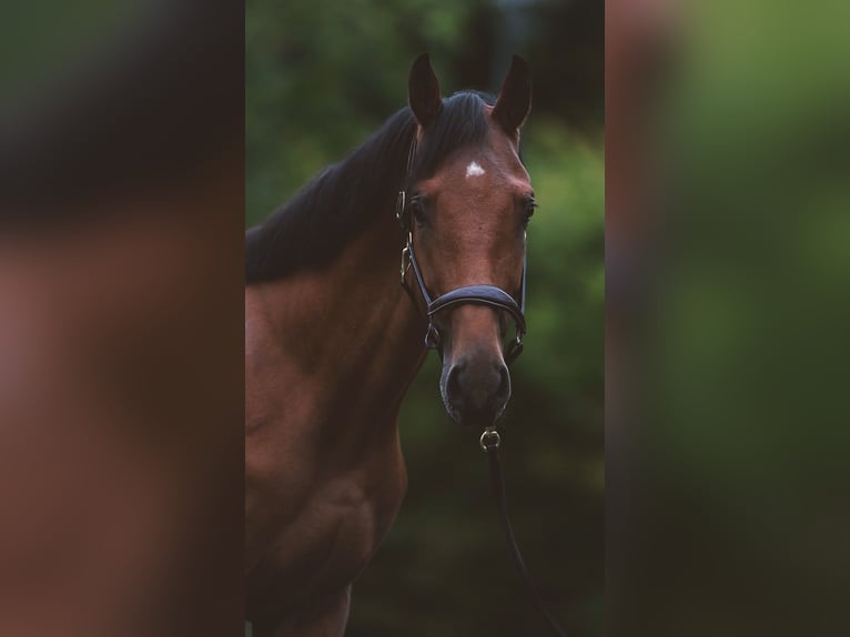 Zangersheider Stallion 3 years 17 hh Brown in Alberschwende