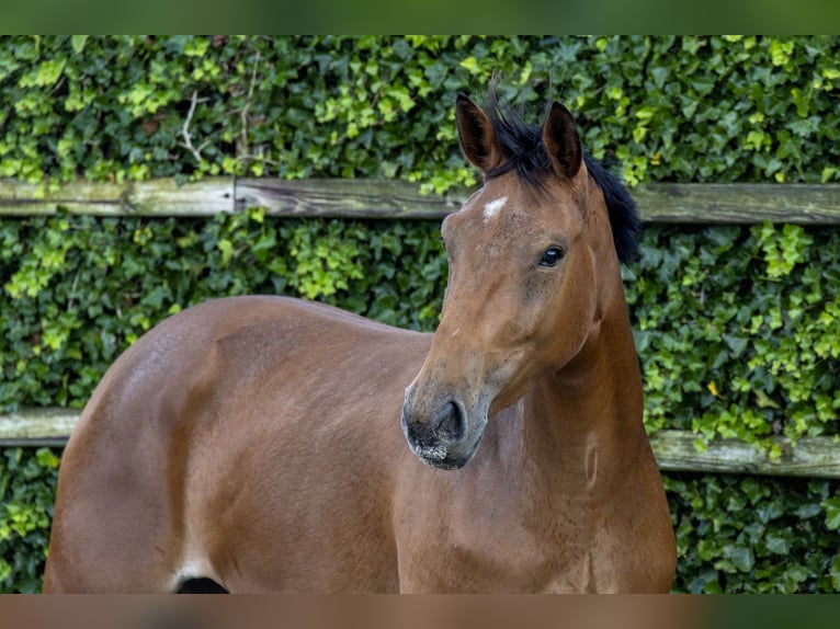 Zangersheider Stallion 3 years 17 hh Brown in Waddinxveen