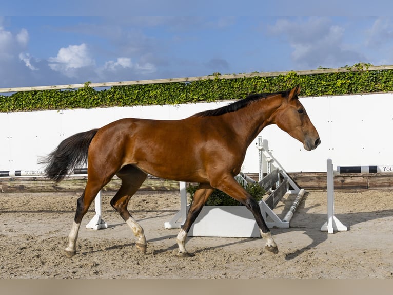 Zangersheider Stallion 3 years 17 hh Brown in Waddinxveen