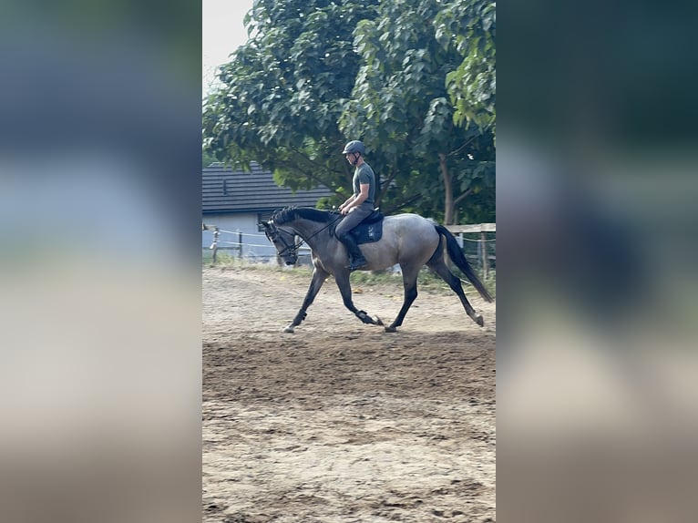 Zangersheider Stallion 3 years 17,2 hh Grey in Cs&#xF6;m&#xF6;r