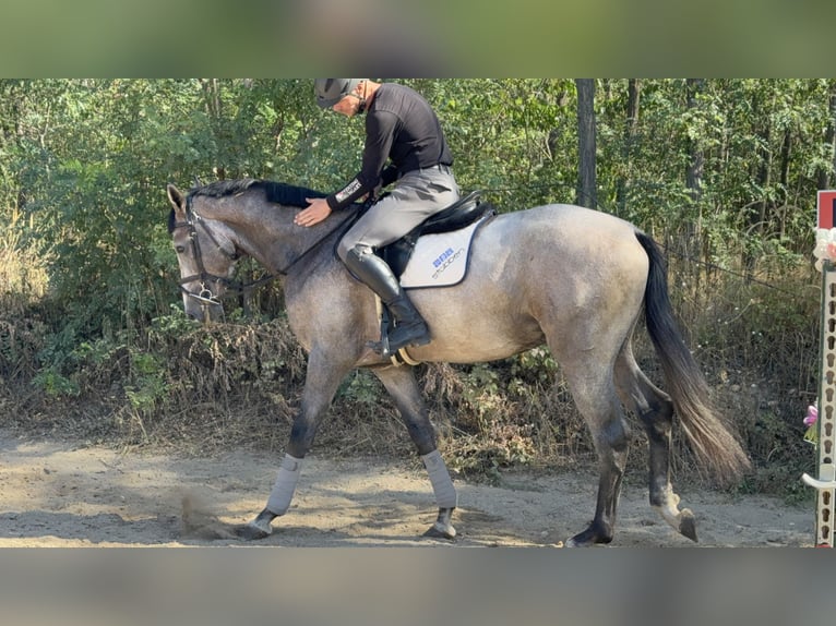 Zangersheider Stallion 3 years 17,2 hh Grey in Cs&#xF6;m&#xF6;r