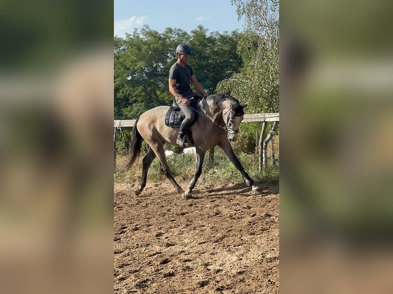 Zangersheider Stallion 3 years 17,2 hh Grey in Cs&#xF6;m&#xF6;r
