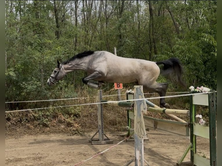 Zangersheider Stallion 3 years 17,2 hh Grey in Cs&#xF6;m&#xF6;r