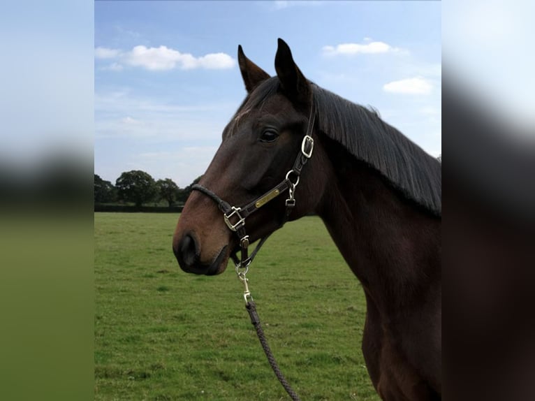 Zangersheider Stallion 3 years Bay in Milan