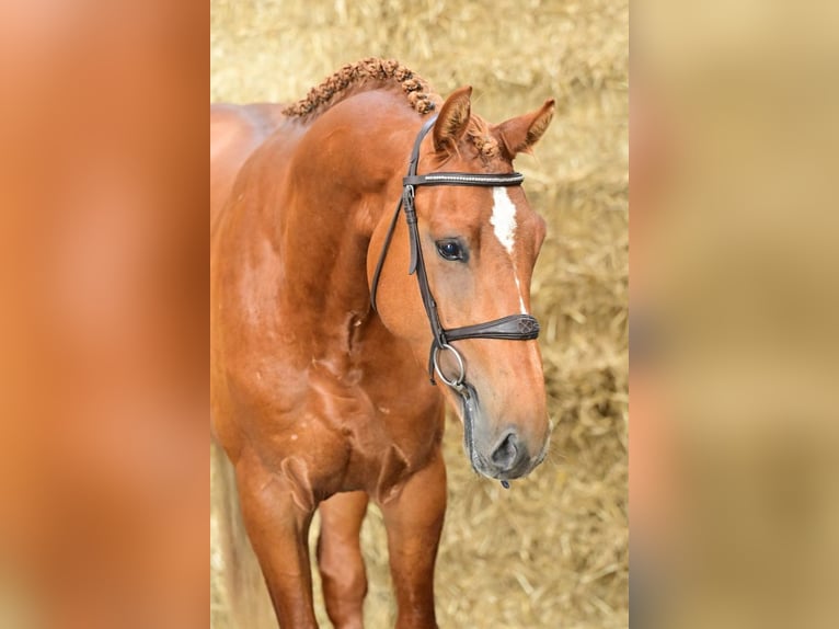 Zangersheider Stallion 3 years Chestnut-Red in Bladel