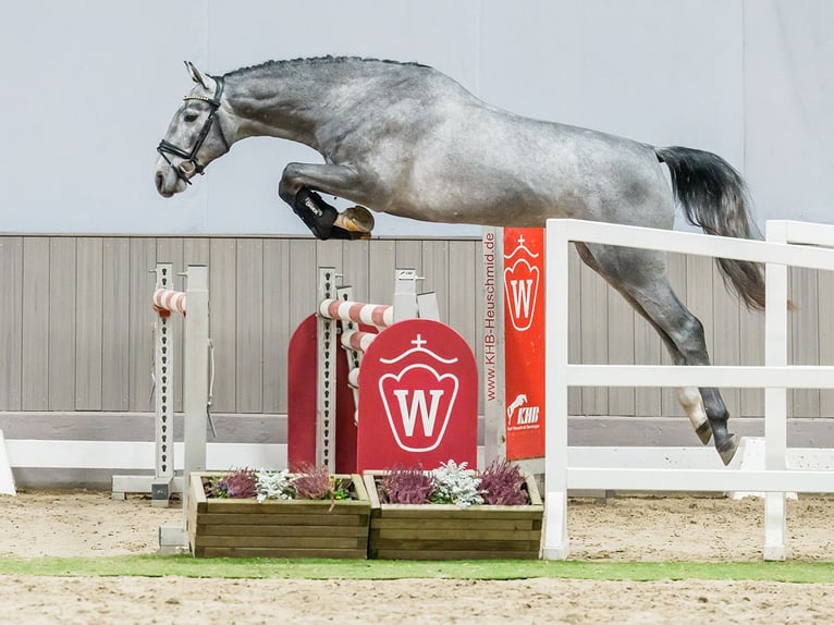 Zangersheider Stallion 3 years Grey in Münster-Handorf