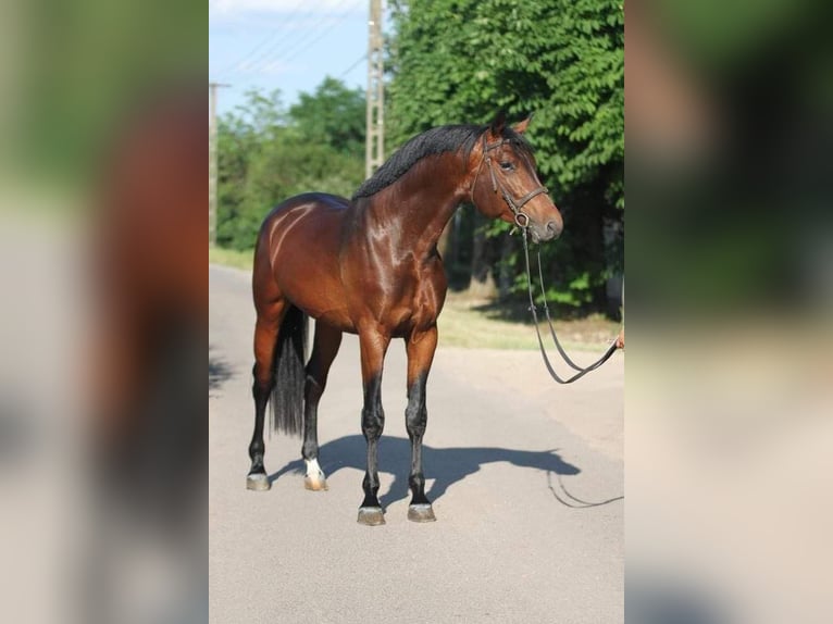 Zangersheider Stallion 3 years in Budapest