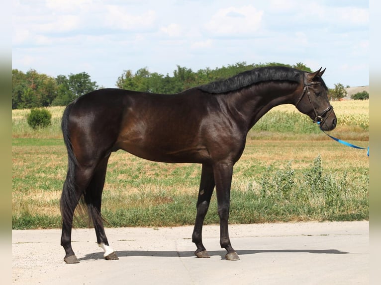 Zangersheider Stallion 3 years in Budapest