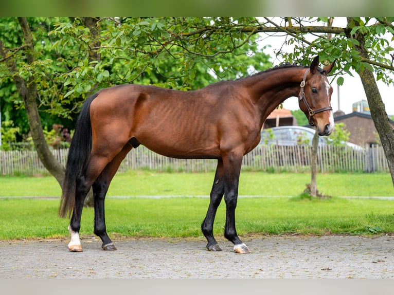 Zangersheider Stallion 4 years 15.1 hh Brown in Grote-Brogel