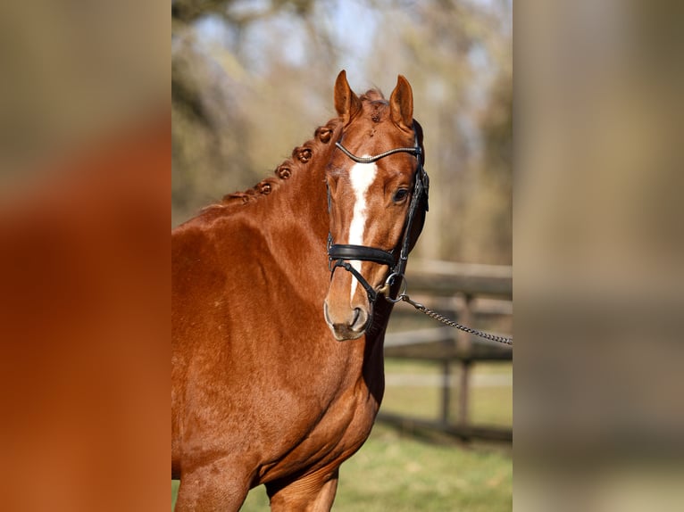 Zangersheider Stallion 4 years 15,1 hh Chestnut-Red in Büttelborn