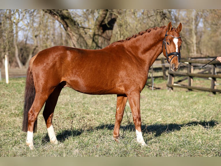 Zangersheider Stallion 4 years 15,1 hh Chestnut-Red in Büttelborn