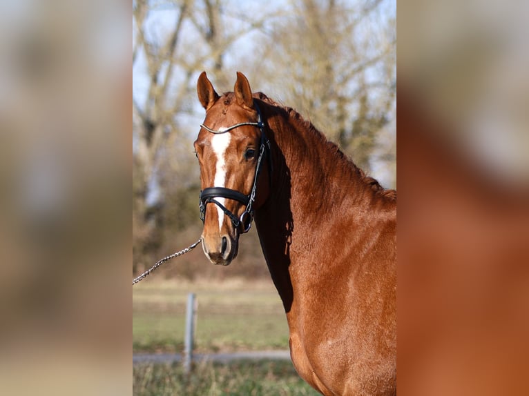 Zangersheider Stallion 4 years 15,1 hh Chestnut-Red in Büttelborn