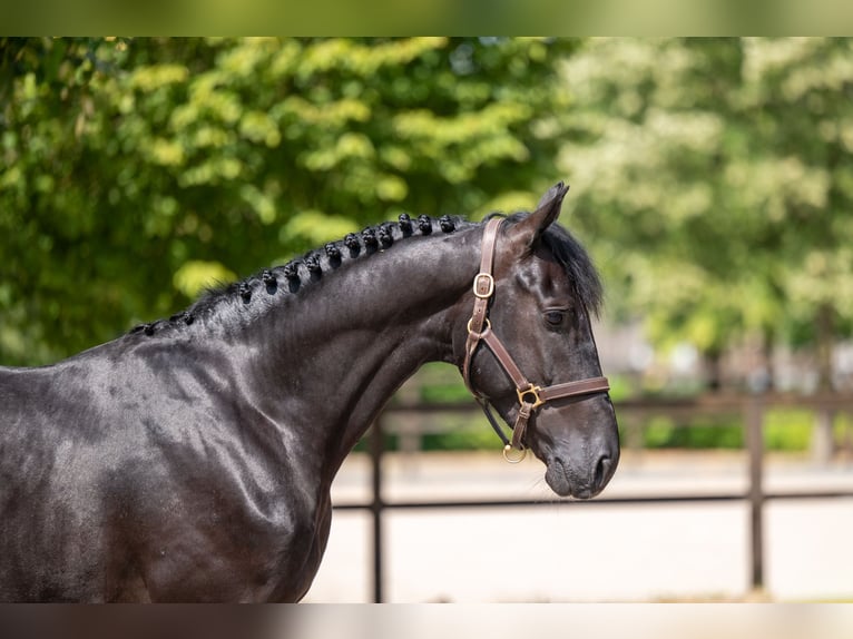 Zangersheider Stallion 4 years 15.2 hh  in Kaulille