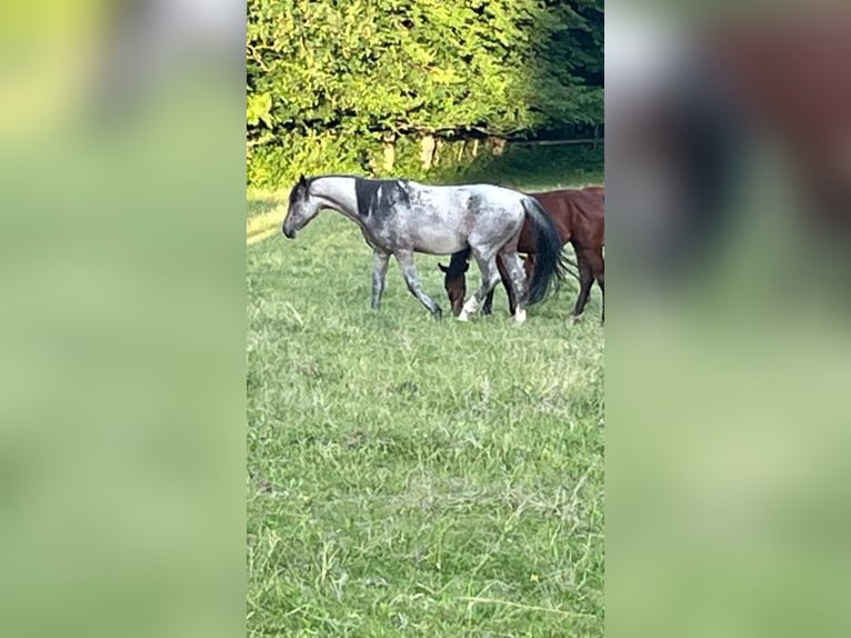 Zangersheider Stallion 4 years 15.3 hh Roan-Bay in Heiligenkreuz