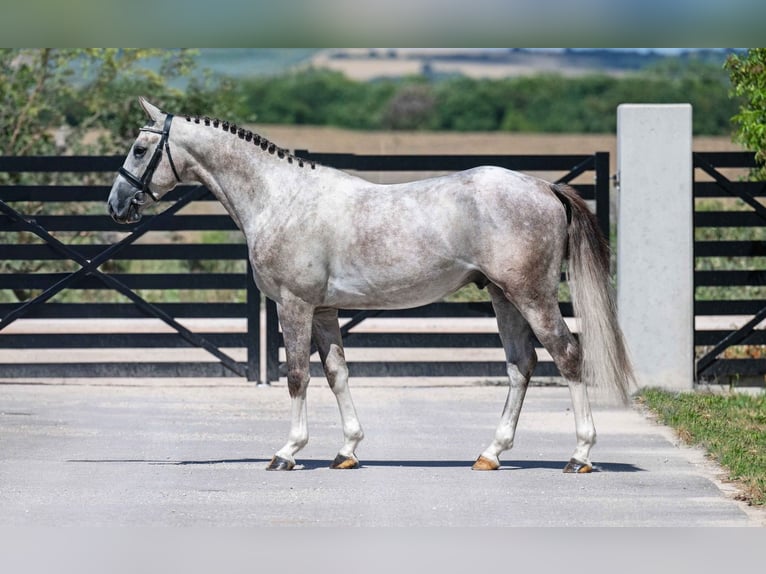 Zangersheider Stallion 4 years 15,2 hh Grey in T&#xD6;K