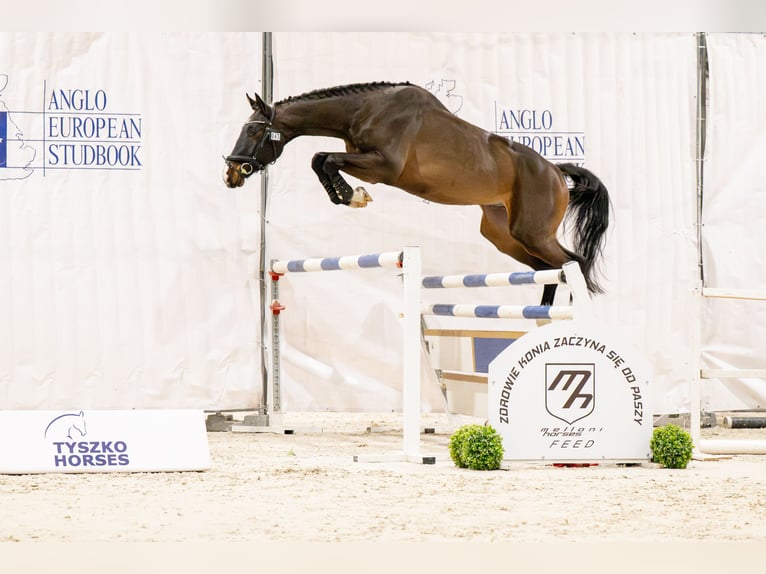 Zangersheider Stallion 4 years 16.1 hh Bay-Dark in Wysogotowo