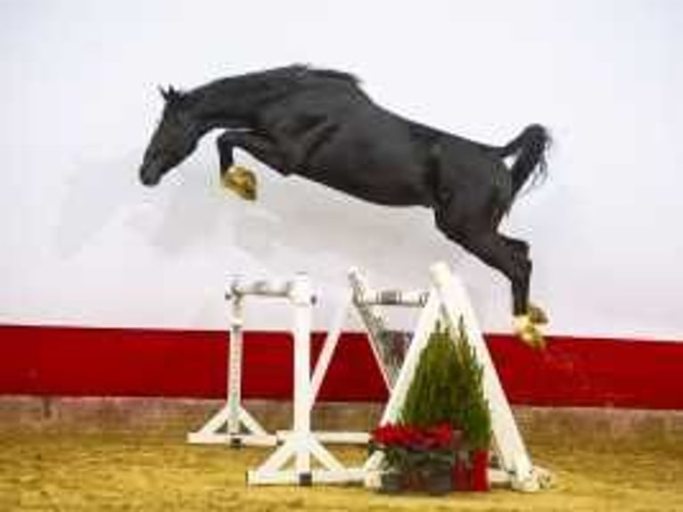 Zangersheider Stallion 4 years 16,1 hh Smoky-Black in Waddinxveen