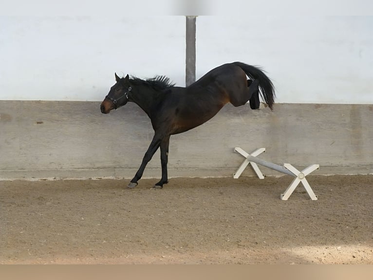 Zangersheider Stallion 4 years 16.2 hh Bay-Dark in Ketsch