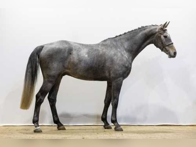 Zangersheider Stallion 4 years 16,2 hh Can be white in Waddinxveen