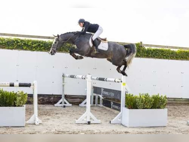 Zangersheider Stallion 4 years 16,2 hh Can be white in Waddinxveen