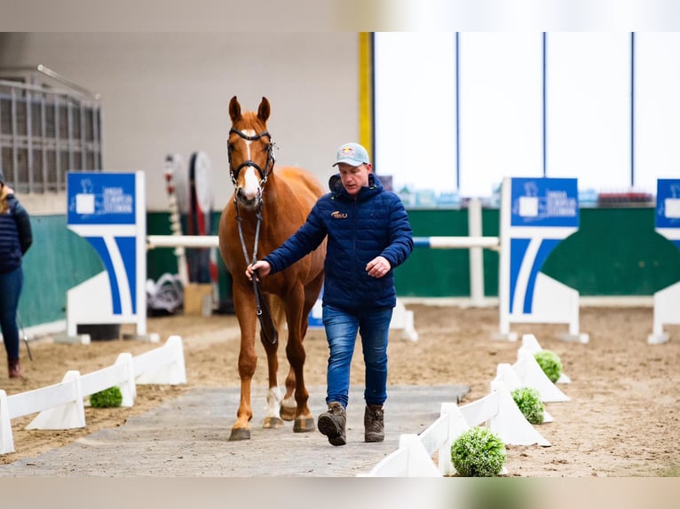 Zangersheider Stallion 4 years 16,2 hh Chestnut-Red in Stary Gołębin