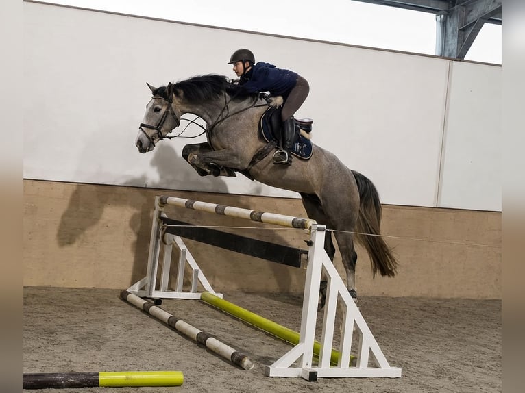 Zangersheider Stallion 4 years 16.2 hh Grey-Dapple in Königsbach-Stein