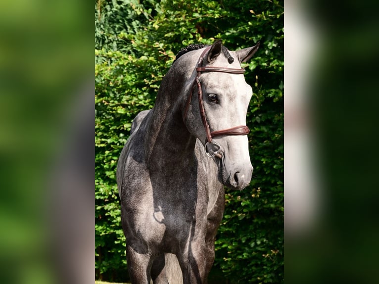 Zangersheider Stallion 4 years 16 hh Gray in Bladel