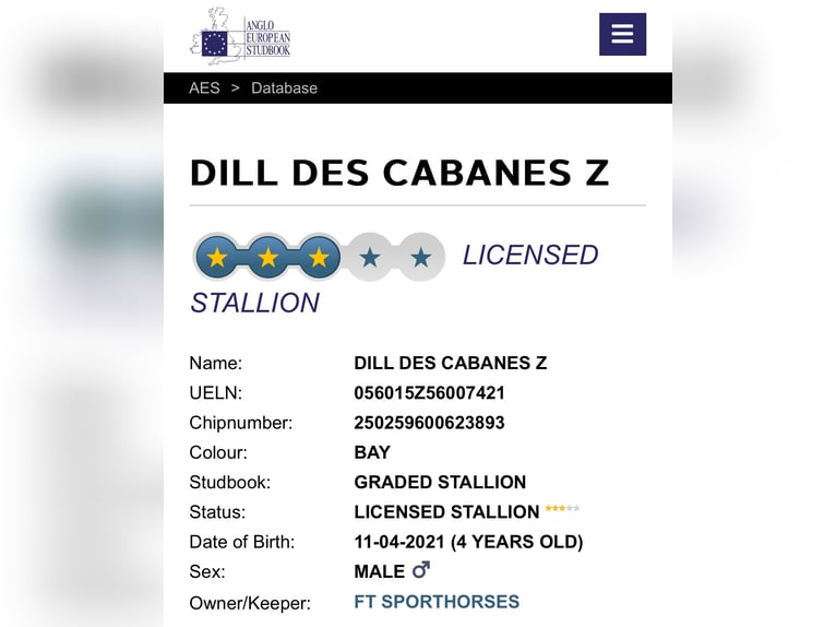 Zangersheider Stallion 4 years 16,1 hh Bay-Dark in Schijndel