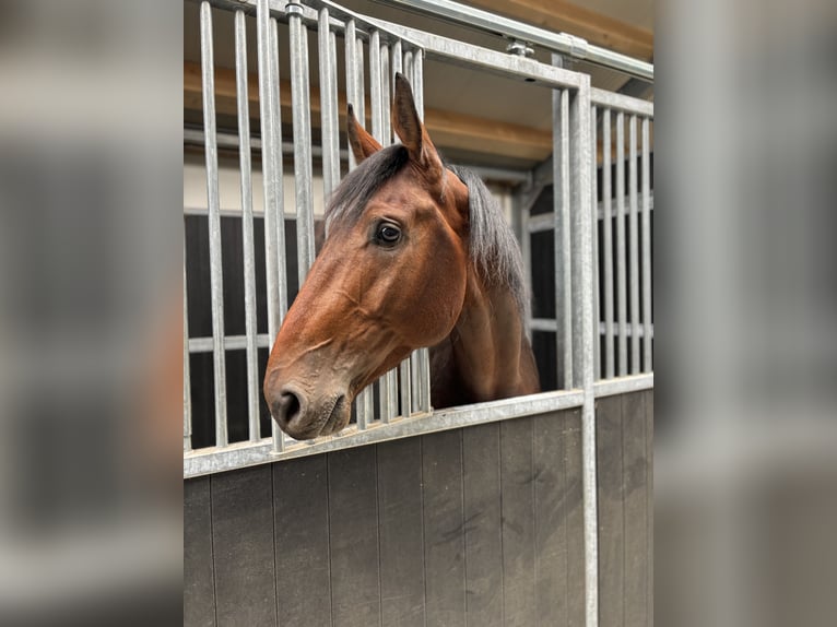 Zangersheider Stallion 4 years 16,1 hh Bay-Dark in Schijndel