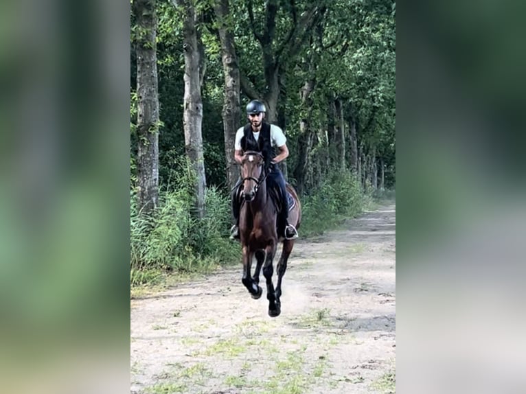 Zangersheider Stallion 4 years 16,1 hh Bay-Dark in Schijndel