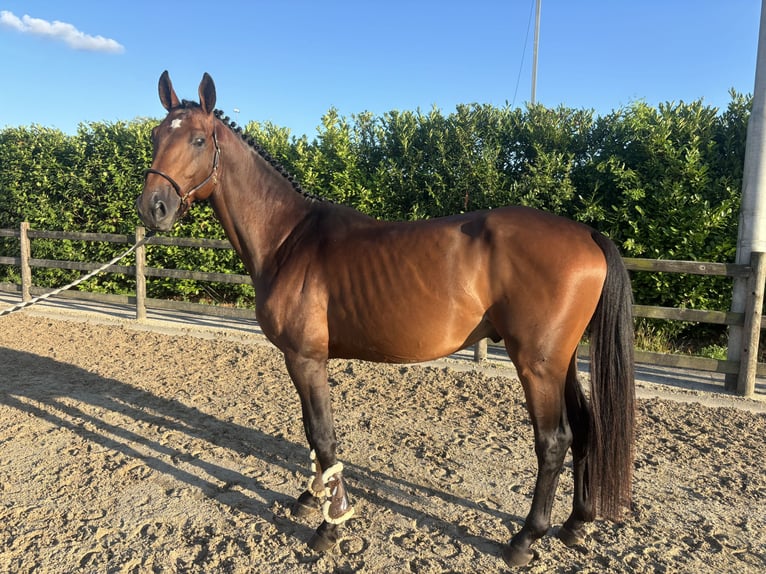 Zangersheider Stallion 4 years 16,1 hh Bay-Dark in Schijndel