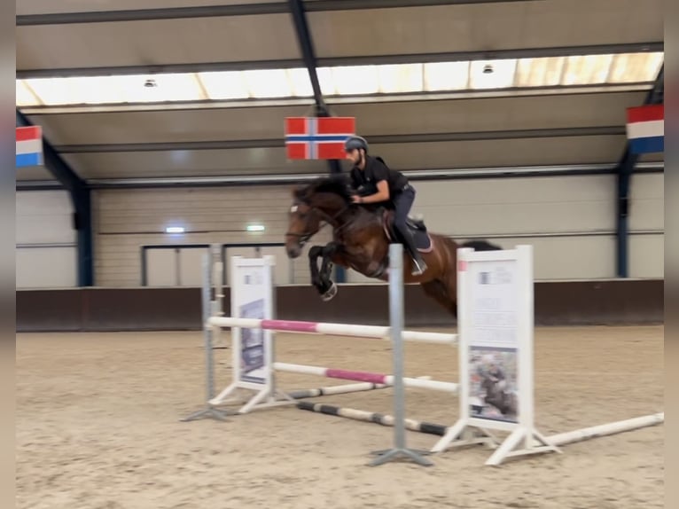Zangersheider Stallion 4 years 16,1 hh Bay-Dark in Schijndel