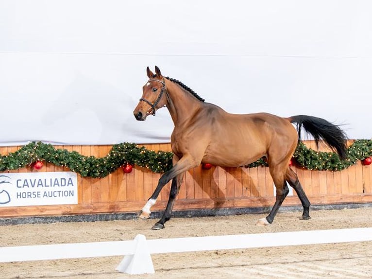 Zangersheider Stallion 4 years 16,1 hh Bay in Chylice-Kolonia