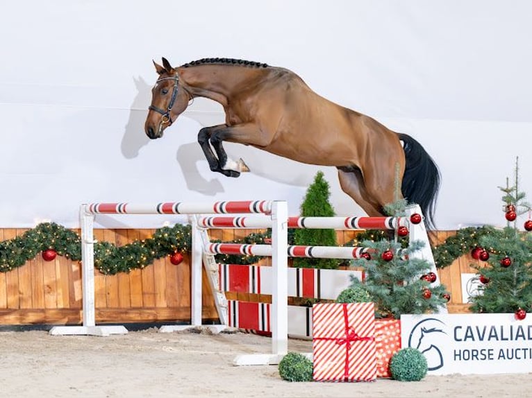 Zangersheider Stallion 4 years 16,1 hh Bay in Chylice-Kolonia