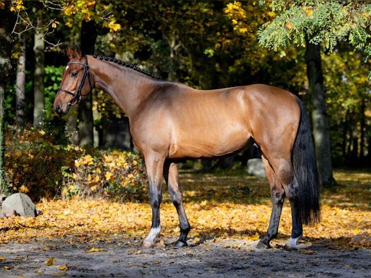 Zangersheider Stallion 4 years 16,1 hh Bay in Chylice-Kolonia