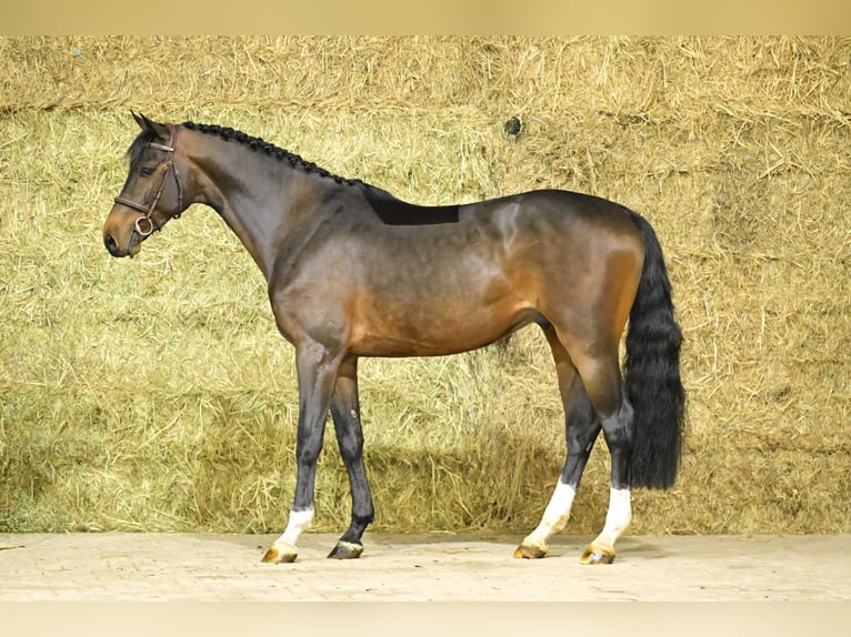 Zangersheider Stallion 4 years 16,1 hh Brown in Bladel