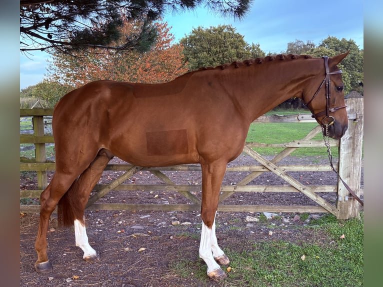 Zangersheider Stallion 4 years 16,1 hh Chestnut-Red in GROTE-BROGEL