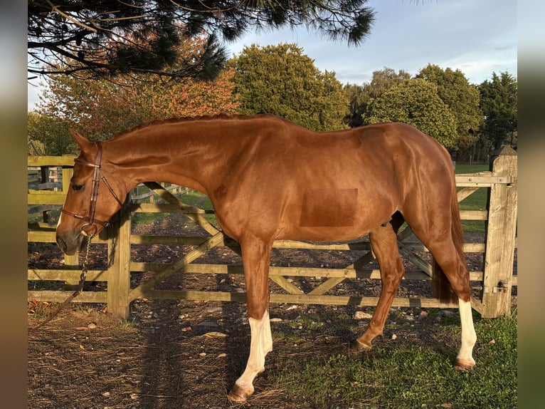 Zangersheider Stallion 4 years 16,1 hh Chestnut-Red in GROTE-BROGEL