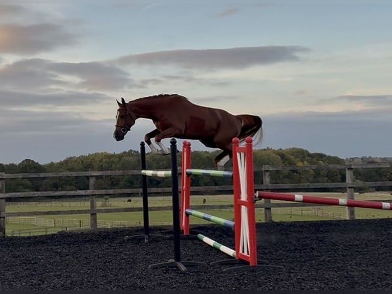Zangersheider Stallion 4 years 16,1 hh Chestnut-Red in GROTE-BROGEL