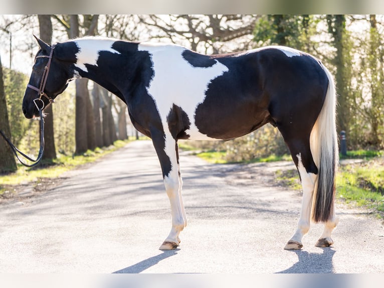 Zangersheider Stallion 4 years 16,1 hh Pinto in Den Ham