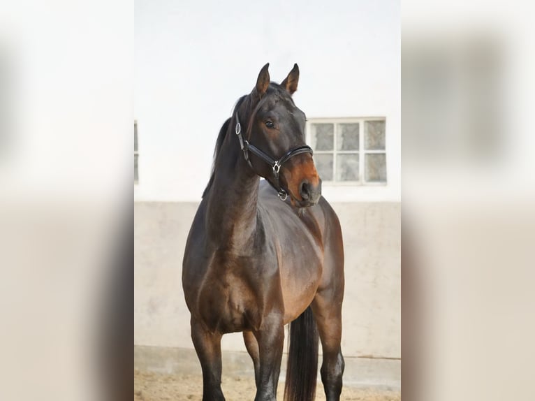 Zangersheider Stallion 4 years 16,2 hh Bay-Dark in Ketsch