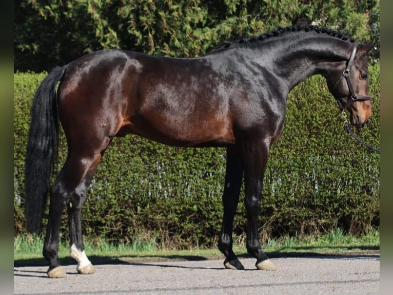 Zangersheider Stallion 4 years 16,2 hh Bay-Dark in Murska Soboda