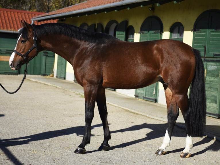 Zangersheider Stallion 4 years 16,2 hh Brown in Murska Soboda