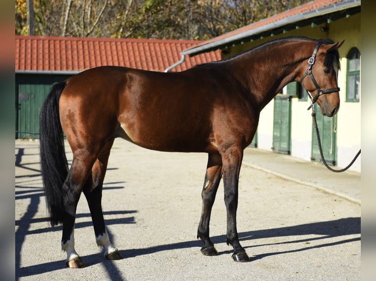 Zangersheider Stallion 4 years 16,2 hh Brown in Murska Soboda
