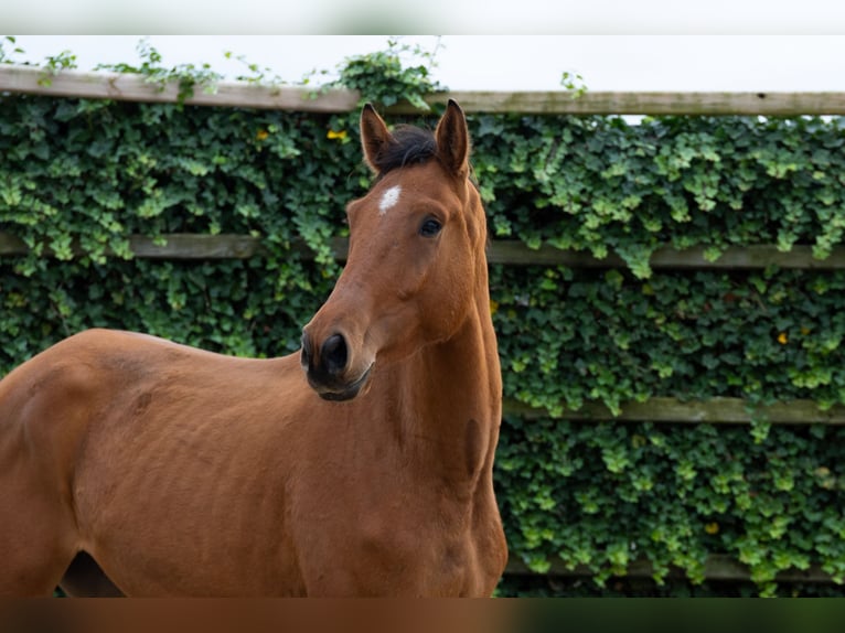 Zangersheider Stallion 4 years 16,2 hh Brown in Waddinxveen